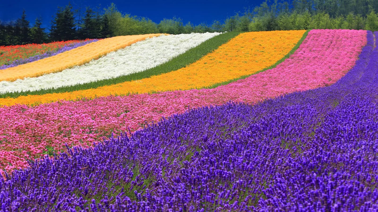 北海道 ラベンダー畑の風景 - CleanNest Hokkaido